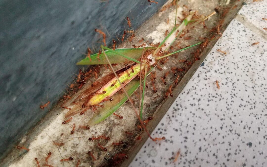 Program Bantuan Sosial: Solusi untuk Kemiskinan di Desa Semanan