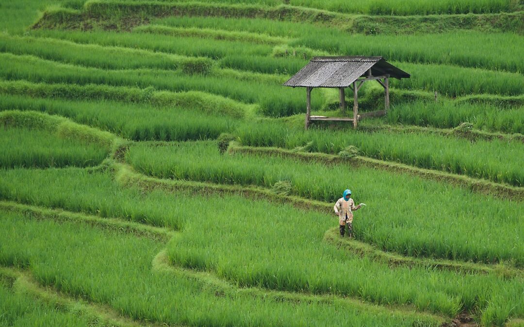 Pelatihan Perekonomian dan Teknologi Informasi di Desa Semanan